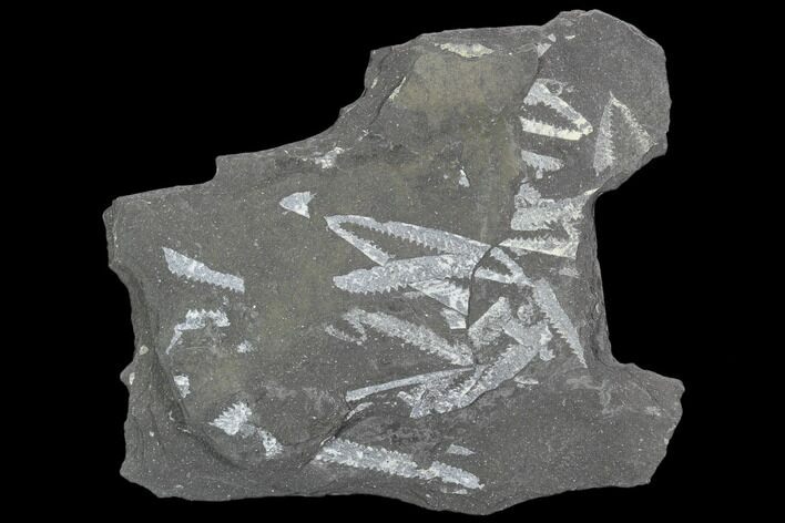 Fossil Graptolite Cluster (Didymograptus) - Great Britain #103480